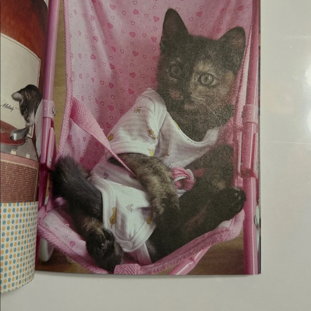 Stuff on My Cat Book - Multicolor